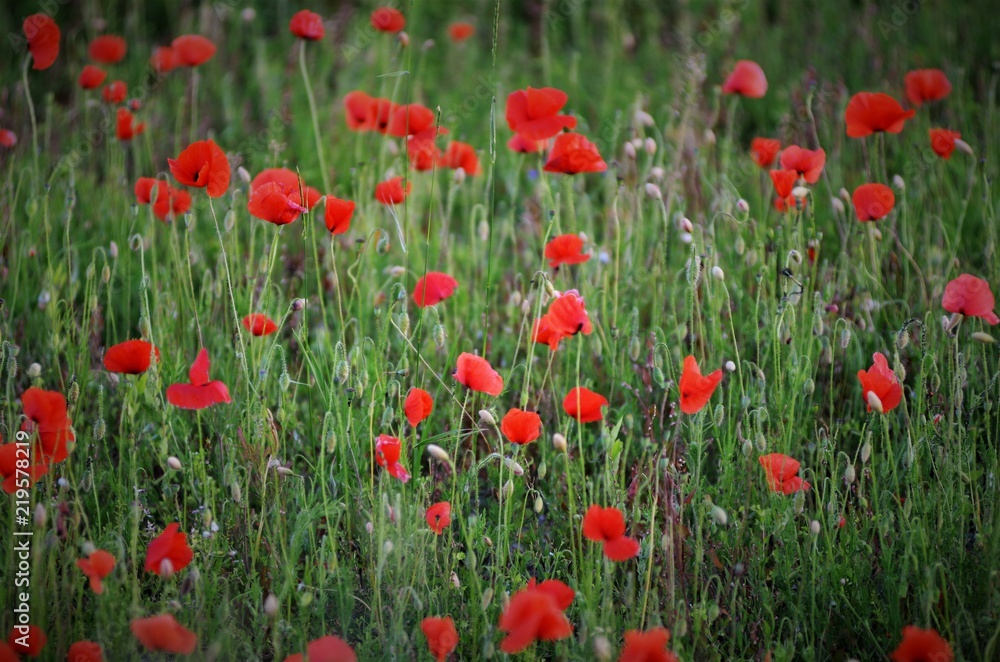 Coquelicot Coquelicot