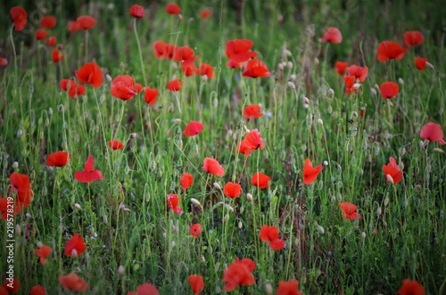 Coquelicot