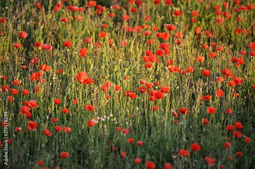 Coquelicot