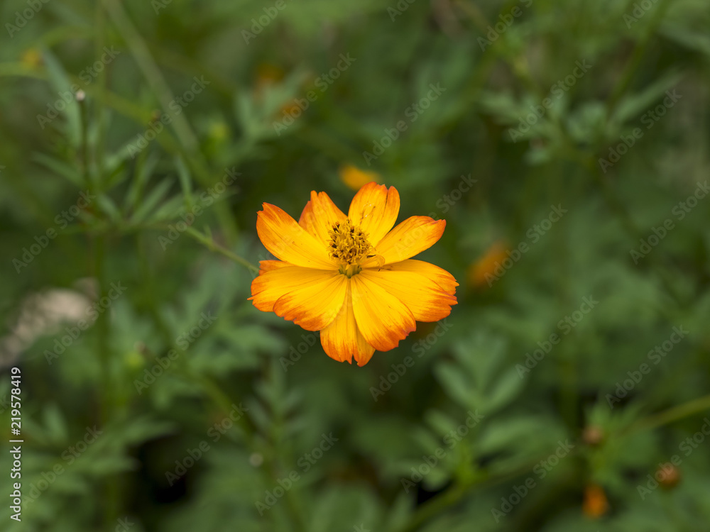 Cosmos sulphureus. Les fleurs de cosmos sulfureux ou cosmos de Klondike. Cosmos sulphureus. Les fleurs de cosmos sulfureux ou cosmos de Klondike.