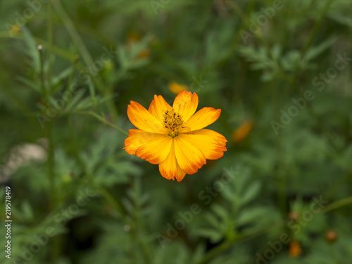 Cosmos sulphureus. Les fleurs de cosmos sulfureux ou cosmos de Klondike.