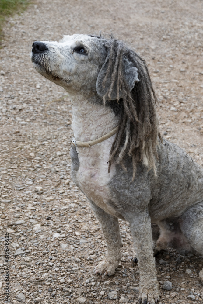 PERRO FEO CON RASTAS foto de Stock | Adobe Stock