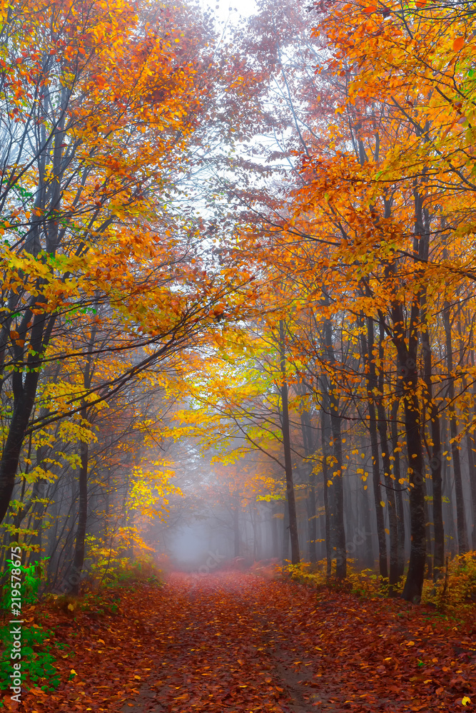 Colorful autumn landscapes with trees and orange, yellow and red leaves.Beautiful forest foggy road.