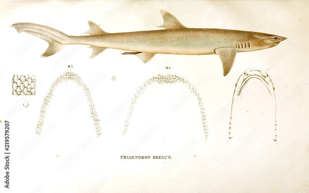 Naklejka premium Illustration of animal