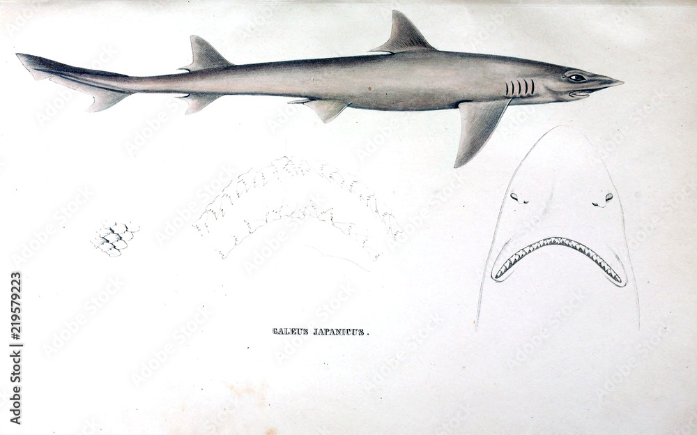 Naklejka premium Illustration of animal