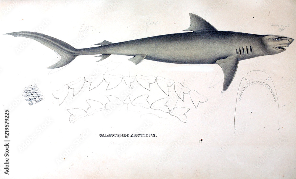 Naklejka premium Illustration of animal