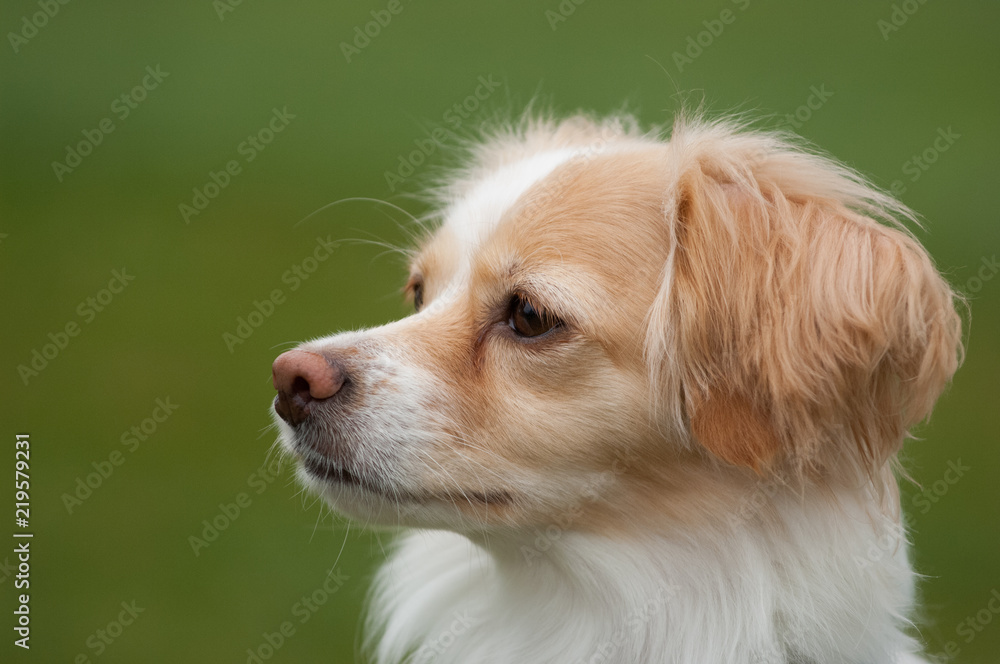 Small Mixed breed dog portrait head shot