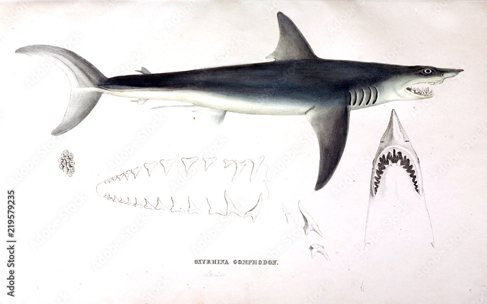 Obraz premium Ilustracja zwierzęcia