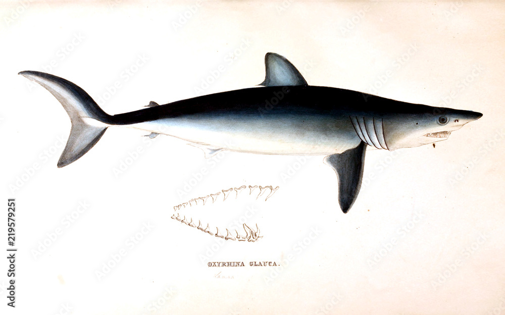 Naklejka premium Illustration of animal