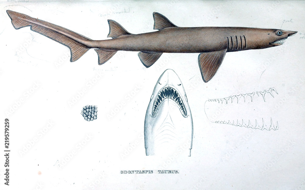 Naklejka premium Illustration of animal