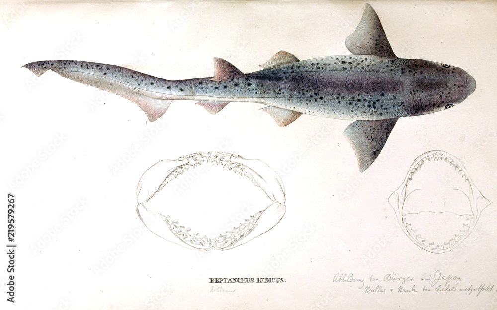 Naklejka premium Illustration of animal