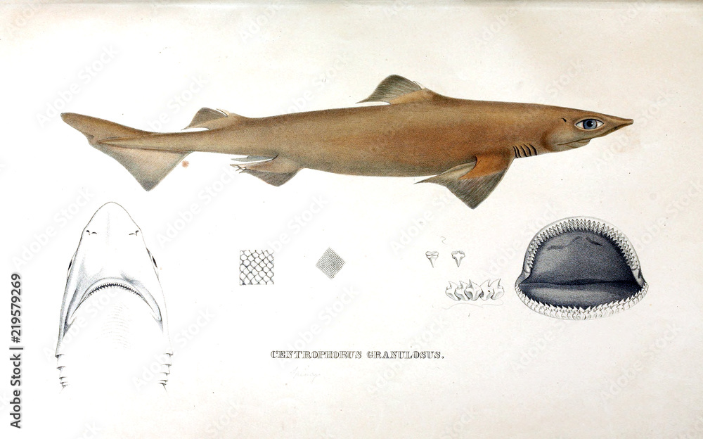 Naklejka premium Illustration of animal