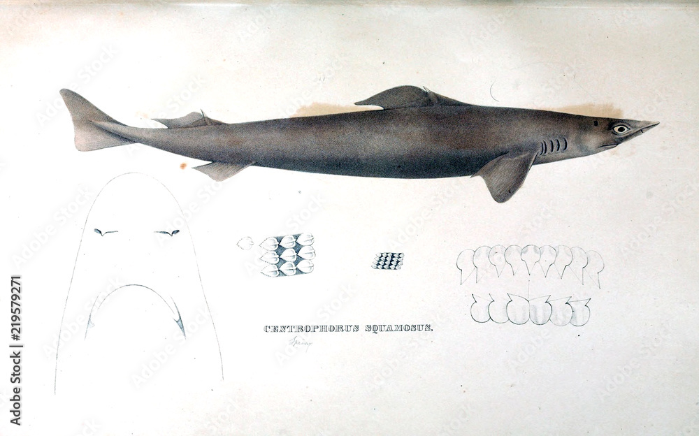 Naklejka premium Illustration of animal