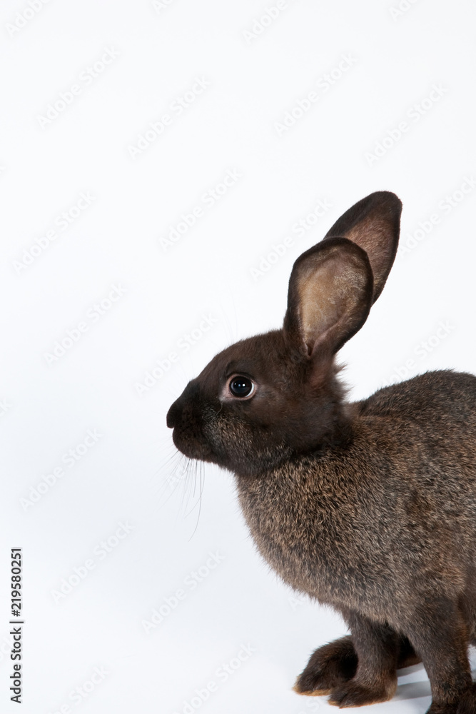 Fototapeta premium Hase