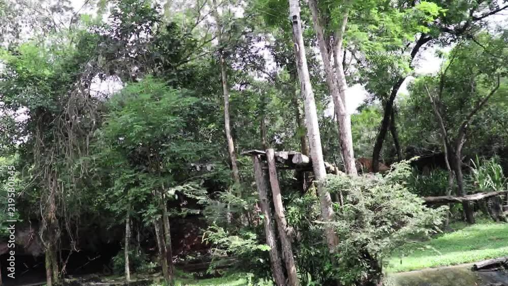 The tigers are showing a meat jumping in the zoo. The tigers are showing a meat jumping in the zoo.