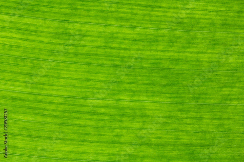 close up banana leaves on background texture.