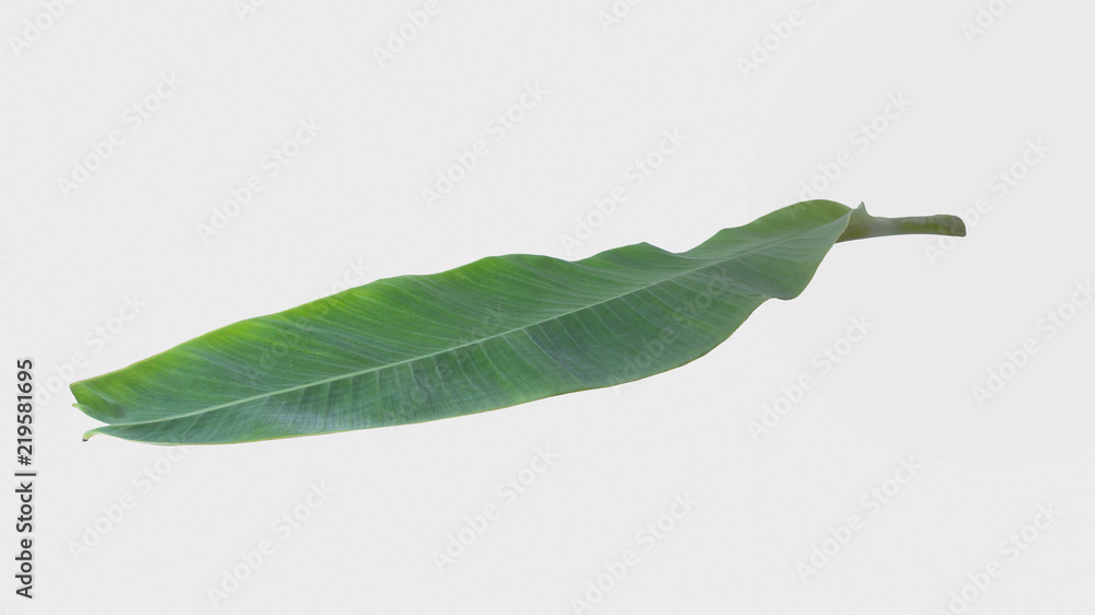 banana leaf isolated on white background with clipping path. banana leaf isolated on white background with clipping path.