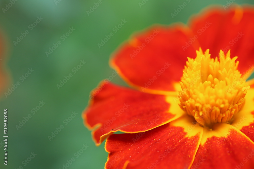 A macro picture of orange and gold marigolds A macro picture of orange and gold marigolds