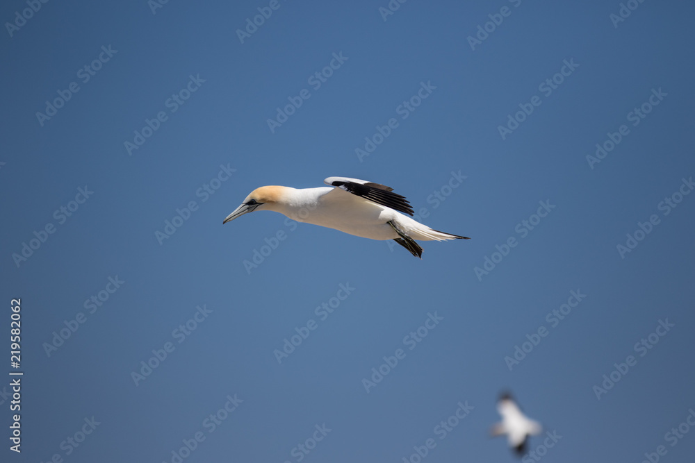 Obraz premium Vogel im Flug