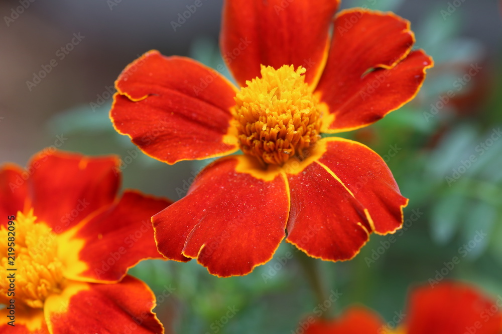 A macro picture of orange and gold marigolds