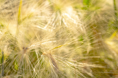 Yellow ears of wild grass.