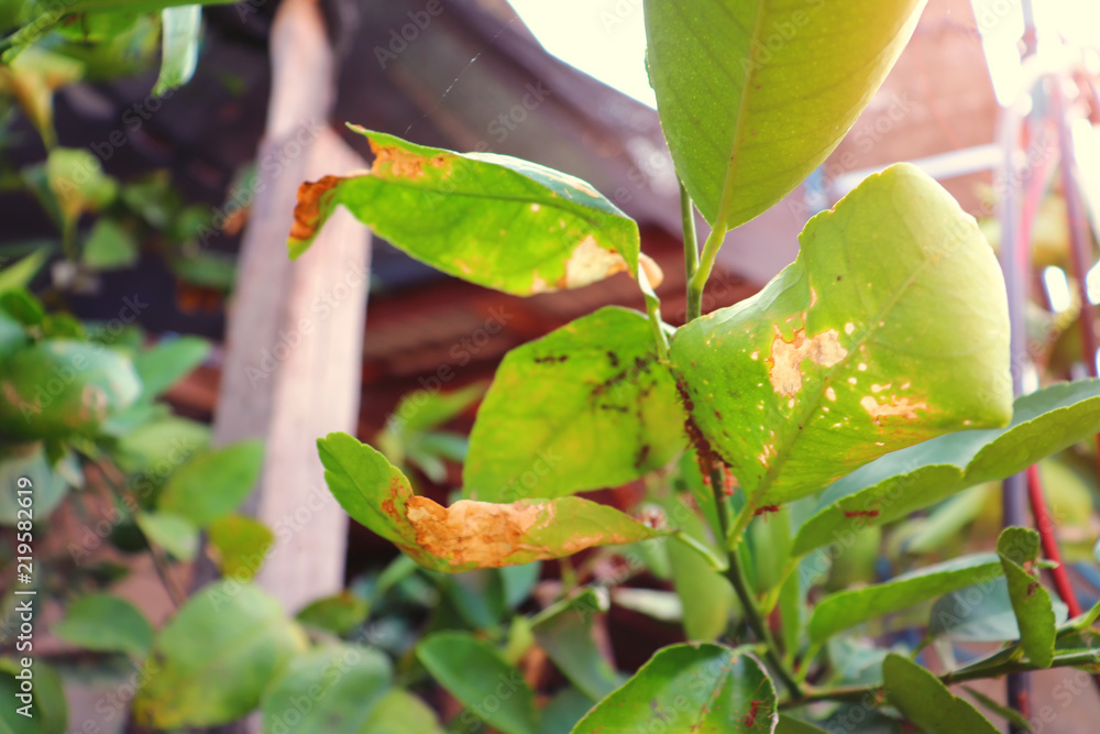Ants are building nests and natural backgrounds. Ants are building nests and natural backgrounds.