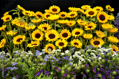 Sunflowers Helianthus annus photo