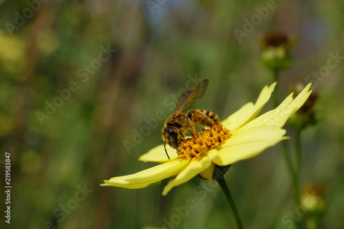 Wildbiene des Jahres 2018 und gelbe Blüte - Stockfoto © Westwind