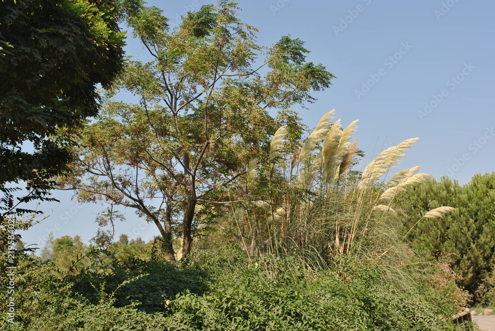 Trees Trees