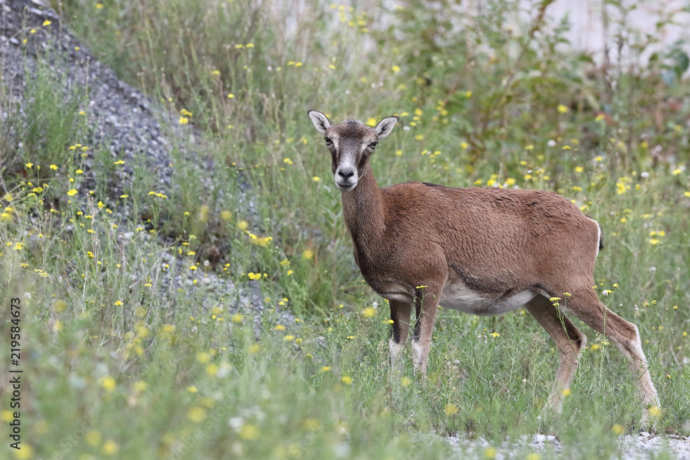Mouflon - Mating season Mouflon - Mating season