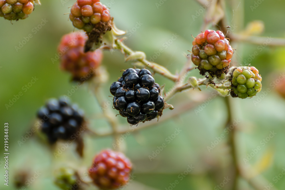 Wild Blackberries Wild Blackberries