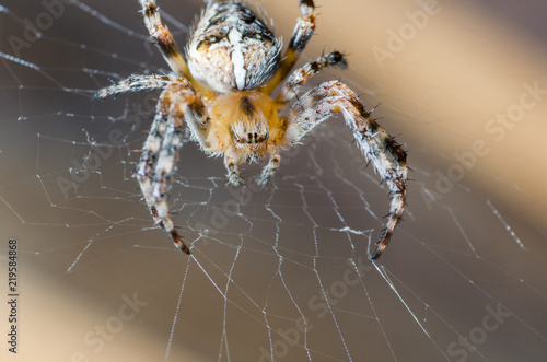 The spider sits on a cobweb in anticipation of a victim