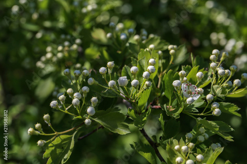 Flowering branch of fruit tree