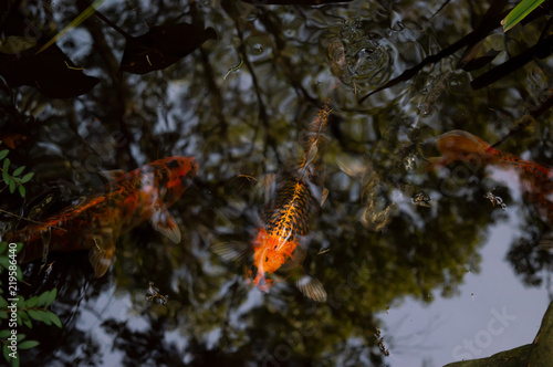 Carp in the pool