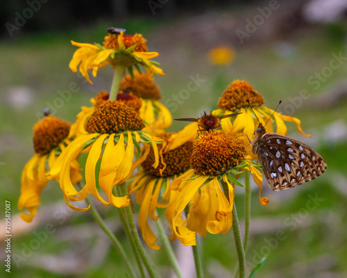 Wildflowers and Butterflies in NM