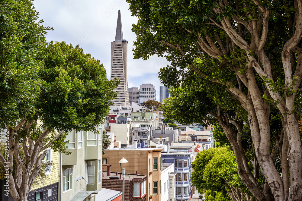 View of the city and Transamerica skyscraper from the hill, SAN FRANCISCO, CALIFORNIA, USA