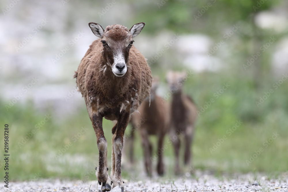 Obraz premium Mouflon - Mating season
