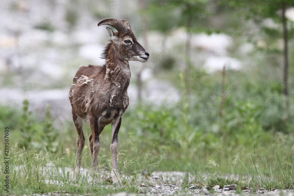 Mouflon - Mating season Mouflon - Mating season