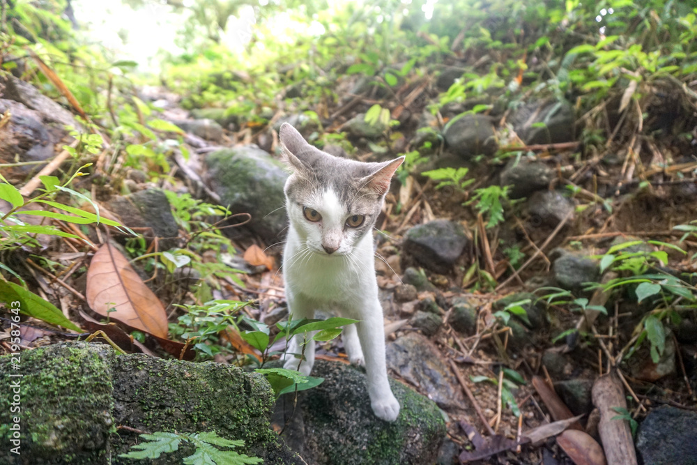 Cat pose portrait in forrest wild jungle Cat pose portrait in forrest wild jungle
