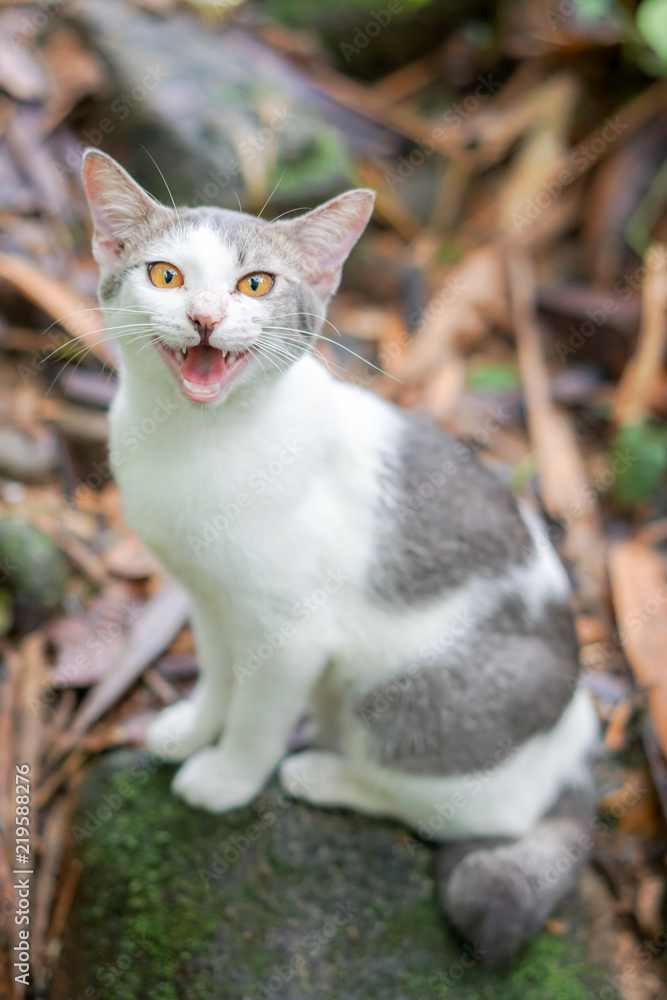 Cat pose portrait in forrest wild jungle