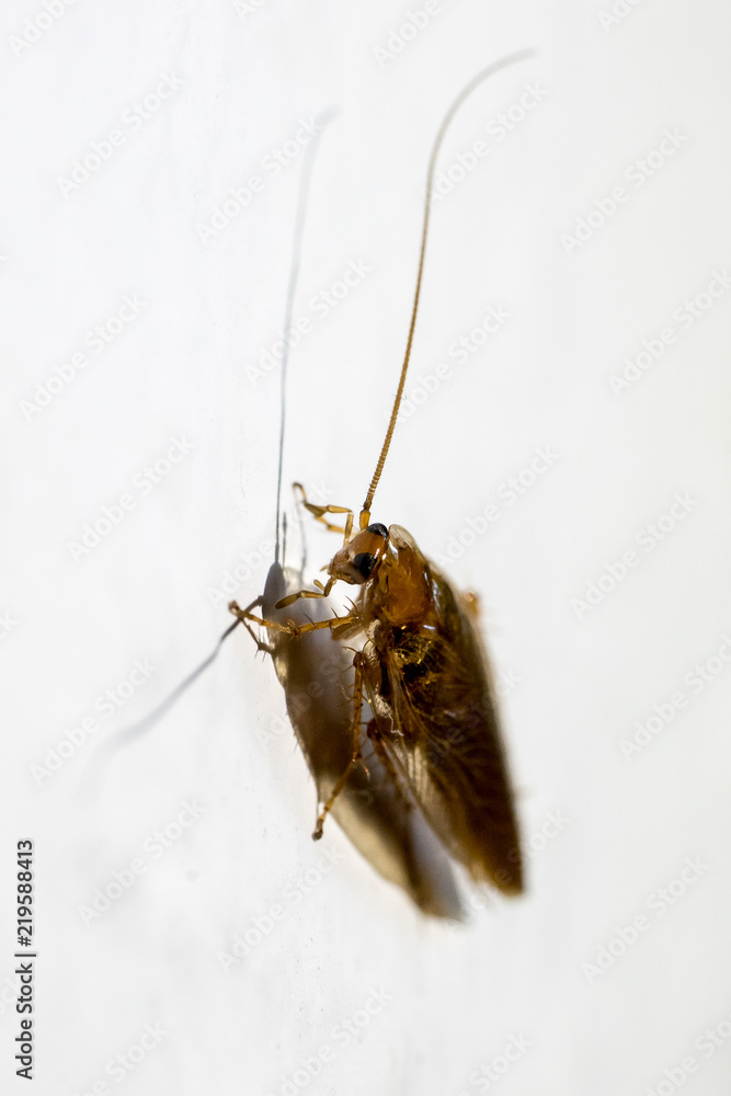 Shdou Cockroach Closeup of the harmless Ectobius vittiventris cockroach and its shadow ...