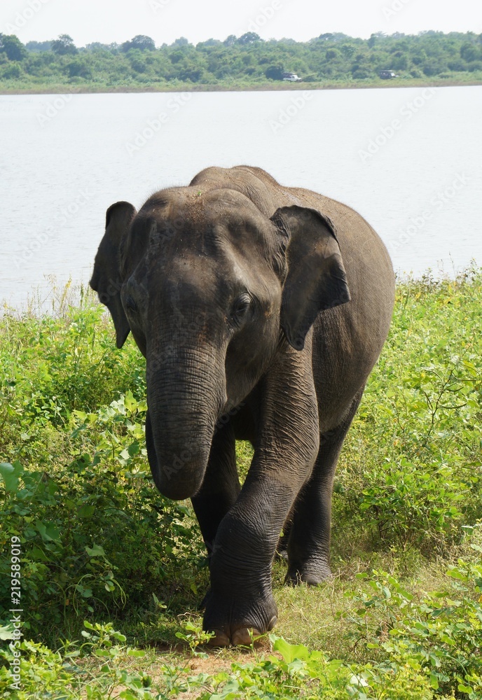 Obraz premium Sri Lankan Elephant