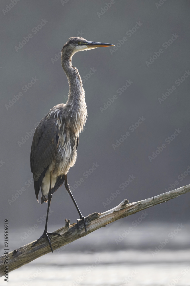 Obraz premium Juvenile Great Blue Heron perched on a dead branch overhanging a river