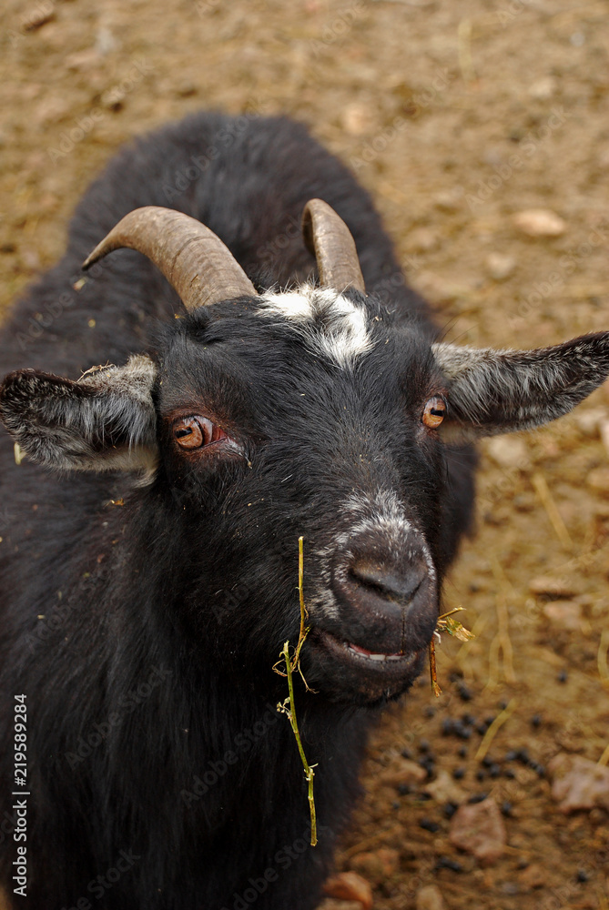 The Cameroon goat or African pygmy goat is a breed of miniature domestic goat. Cameroon goats have the natural passion for high jumps and tree climbing.That is why they are jokingly called wood goats. The Cameroon goat or African pygmy goat is a breed of miniature domestic goat. Cameroon goats have the natural passion for high jumps and tree climbing.That is why they are jokingly called wood goats.