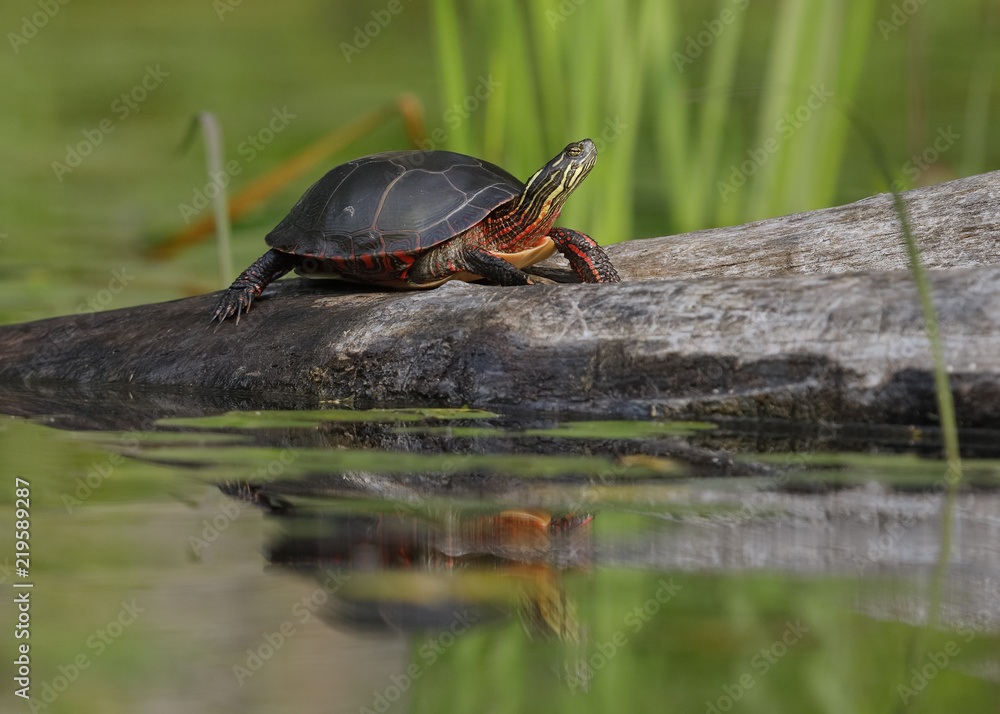 Obraz premium Midland Painted Turtle basking on a log