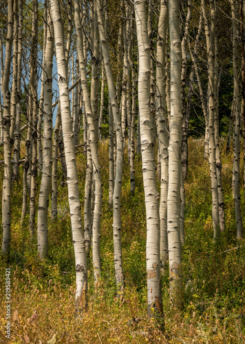 Fototapeta Naklejka Na Ścianę i Meble -  Beautiful little Aspen tree grove in the Idaho wilderness