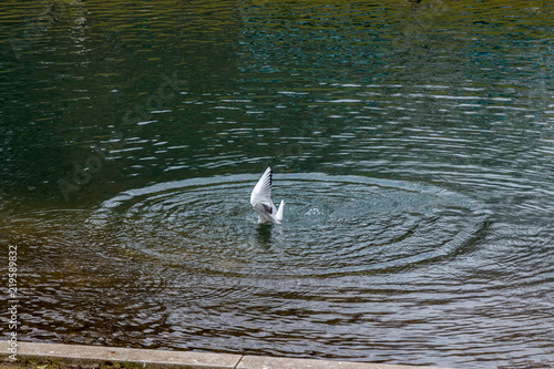Seagull in water © rninov