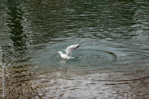 Seagull in water