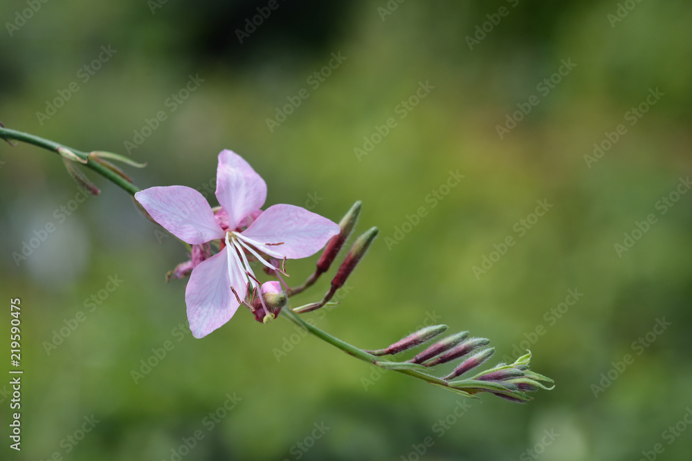 Obraz premium Pink gaura