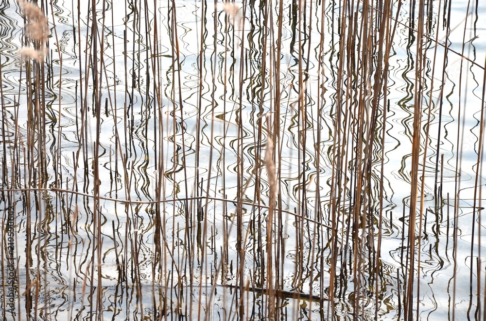 Abstract, reeds and reflections in the water of a lake Abstract, reeds and reflections in the water of a lake